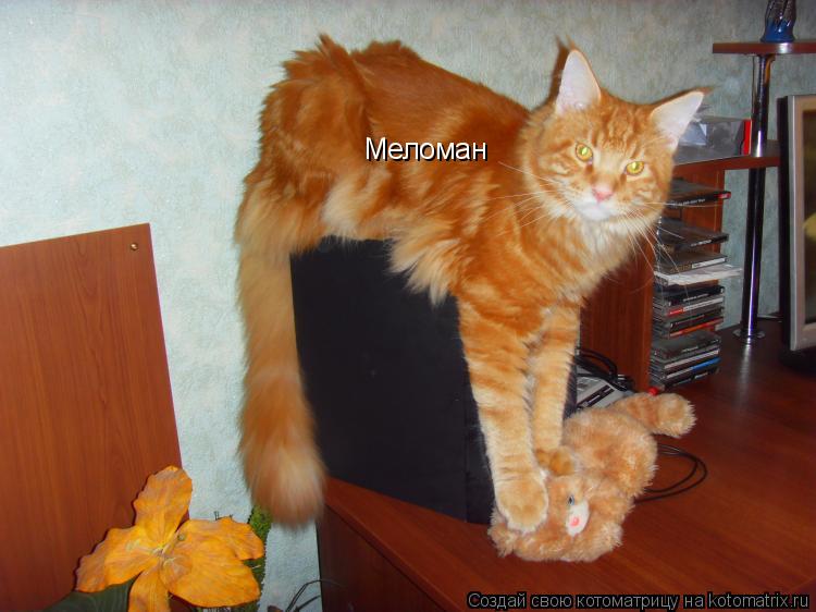 Меломан... Котоматрица: Меломан