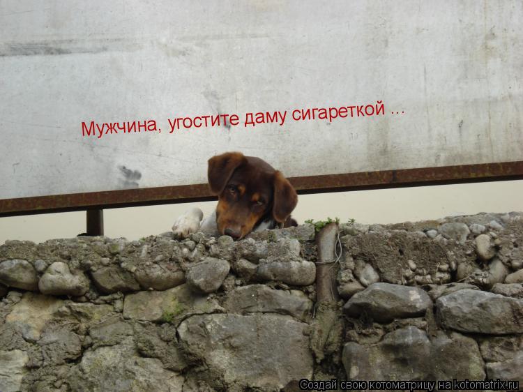 Мужчина, угостите даму сигареткой ...... Котоматрица: Мужчина, угостите даму сигареткой ...