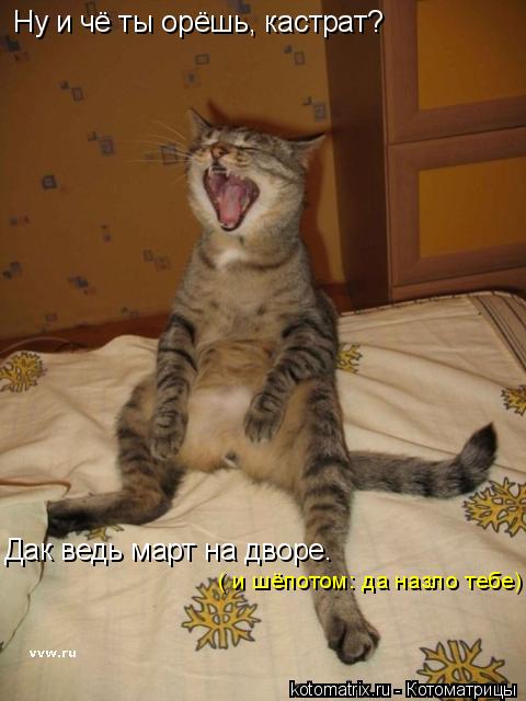 Дак ведь март на дворе. Ну и чё ты орёшь, кастрат? ( и шёпотом: да назло тебе)... Котоматрица: Дак ведь март на дворе. Ну и чё ты орёшь, кастрат? ( и шёпотом: да назло тебе)