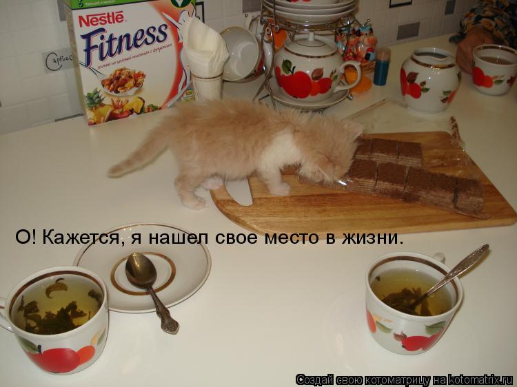 О! Кажется, я нашел свое место в жизни.... Котоматрица: О! Кажется, я нашел свое место в жизни.