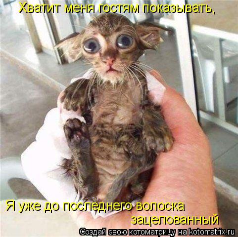 Я уже до последнего волоска зацелованный Хватит меня гостям показывать,... Котоматрица: Я уже до последнего волоска зацелованный Хватит меня гостям показывать,