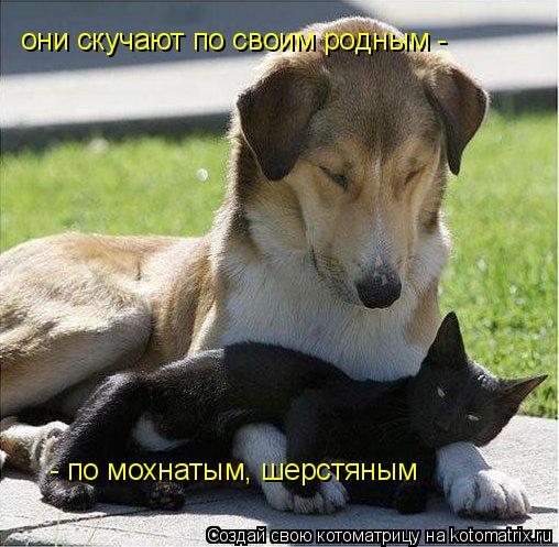они скучают по своим родным - - по мохнатым, шерстяным... Котоматрица: они скучают по своим родным - - по мохнатым, шерстяным