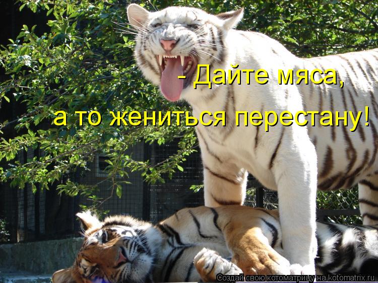 - Дайте мяса, а то жениться перестану!... Котоматрица: - Дайте мяса, а то жениться перестану!