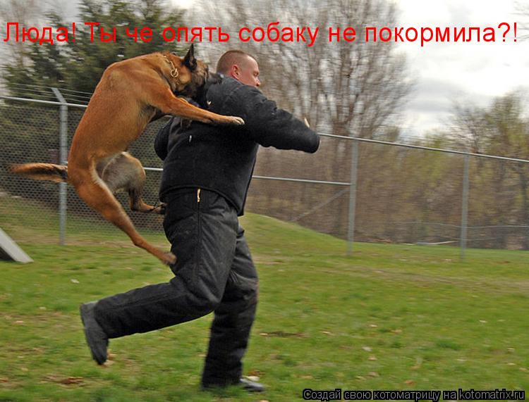 Люда! Ты че опять собаку не покормила?!... Котоматрица: Люда! Ты че опять собаку не покормила?!