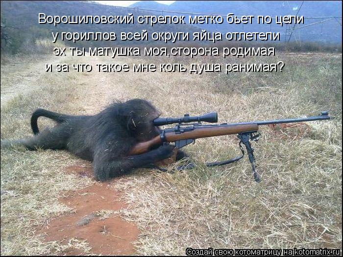 Ворошиловский стрелок метко бьет по цели у гориллов всей округи яйца отлетели эх ты матушка моя,сторо... Котоматрица: Ворошиловский стрелок метко бьет по цели у гориллов всей округи яйца отлетели эх ты матушка моя,сторона родимая и за что такое мне коль душ