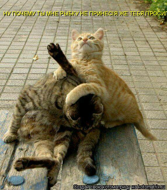 НУ ПОЧЕМУ ТЫ МНЕ РЫБКУ НЕ ПРИНЕС!Я ЖЕ ТЕБЯ ПРОСИЛ!... Котоматрица: НУ ПОЧЕМУ ТЫ МНЕ РЫБКУ НЕ ПРИНЕС!Я ЖЕ ТЕБЯ ПРОСИЛ!