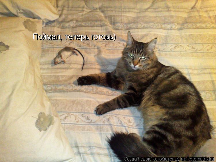 Поймал, теперь готовь)... Котоматрица: Поймал, теперь готовь)