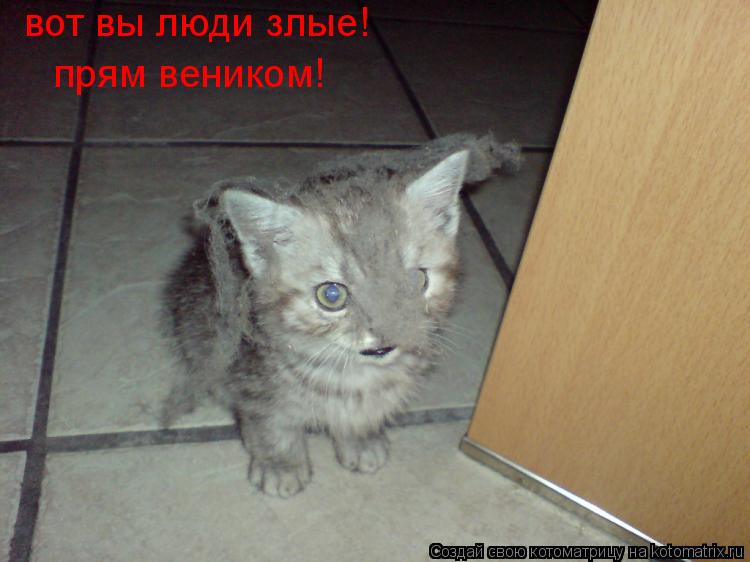 вот вы люди злые! прям веником!... Котоматрица: вот вы люди злые! прям веником!