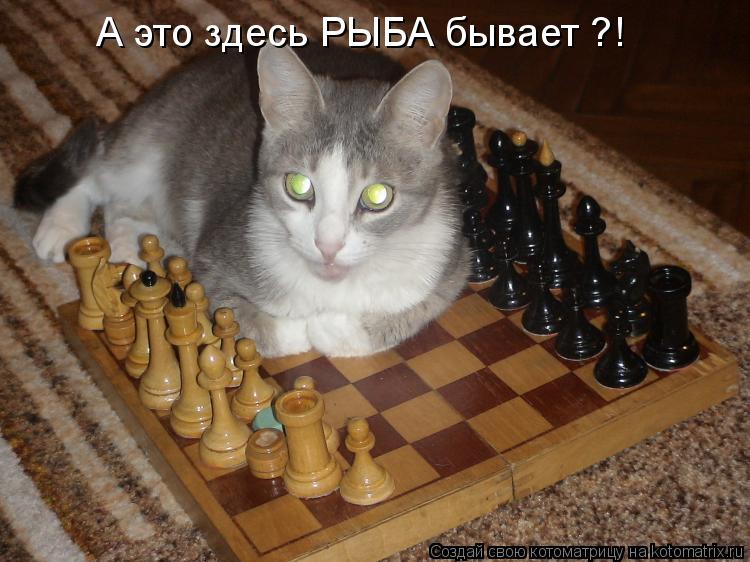 А это здесь РЫБА бывает ?!... Котоматрица: А это здесь РЫБА бывает ?!