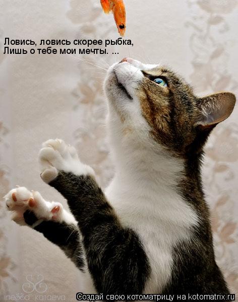 Ловись, ловись скорее рыбка, Лишь о тебе мои мечты. ...... Котоматрица: Ловись, ловись скорее рыбка, Лишь о тебе мои мечты. ...