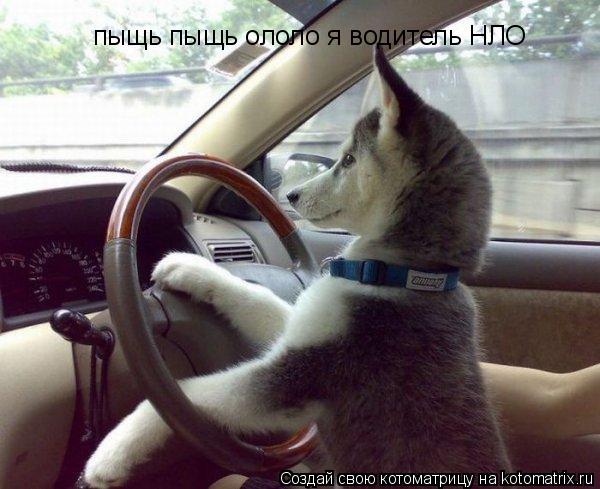 пыщь пыщь ололо я водитель НЛО... Котоматрица: пыщь пыщь ололо я водитель НЛО