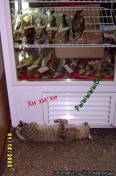Хи хи хи Рыыыыыбка... Котоматрица: Хи хи хи Рыыыыыбка