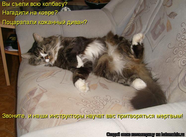Звоните, и наши инструкторы научат вас притворяться мертвым! Вы съели всю колбасу? Нагадили на ковре?... Котоматрица: Звоните, и наши инструкторы научат вас притворяться мертвым! Вы съели всю колбасу? Нагадили на ковре? Поцарапали кожанный диван?