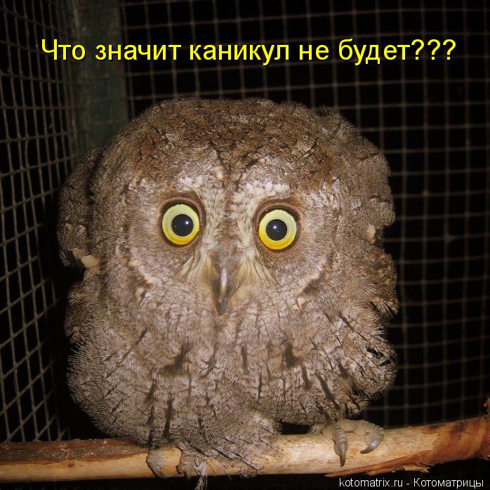 Что значит каникул не будет???... Котоматрица: Что значит каникул не будет???