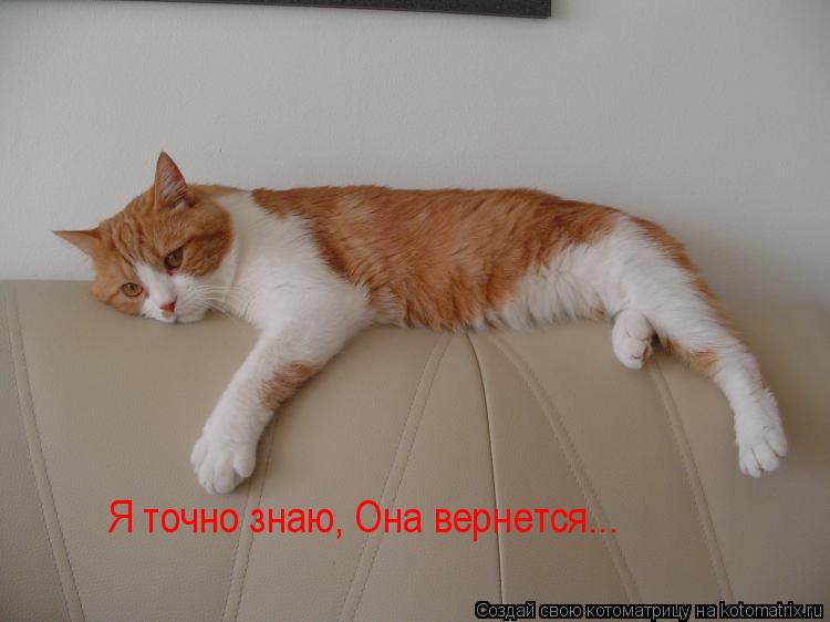 Я точно знаю, Она вернется...... Котоматрица: Я точно знаю, Она вернется...