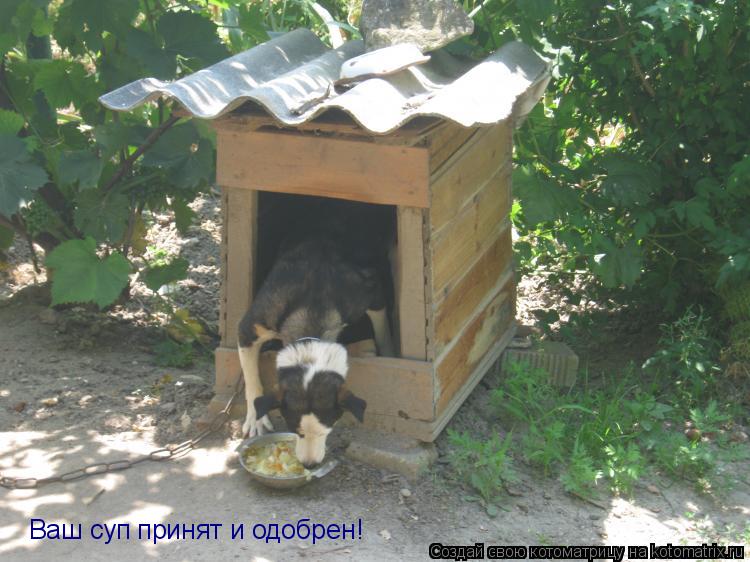Ваш суп принят и одобрен!... Котоматрица: Ваш суп принят и одобрен!