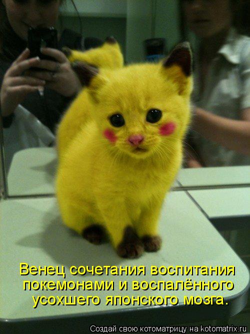 Венец сочетания воспитания покемонами и воспалённого усохшего японского мозга.... Котоматрица: Венец сочетания воспитания покемонами и воспалённого усохшего японского мозга.