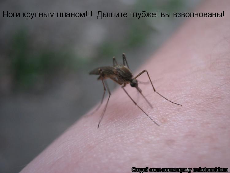 Ноги крупным планом!!! Дышите глубже! вы взволнованы!... Котоматрица: Ноги крупным планом!!! Дышите глубже! вы взволнованы!