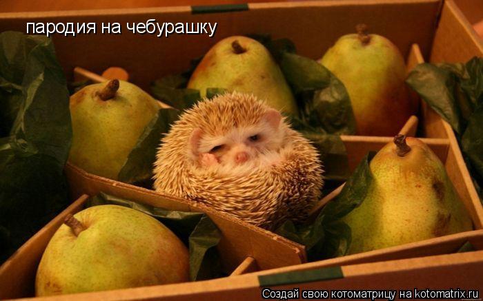 пародия на чебурашку... Котоматрица: пародия на чебурашку