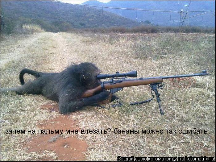зачем на пальму мне влезать? бананы можно так сшибать... Котоматрица: зачем на пальму мне влезать? бананы можно так сшибать