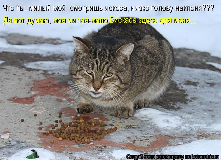 Котоматрица: Что ты, милый мой, смотришь искоса, низко голову наклоня??? Да вот думаю, моя милая-мало Вискаса здесь для меня...