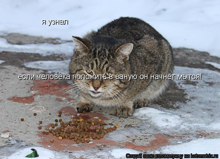 я узнал если человека положить в ваную он начнёт мытся!... Котоматрица: я узнал если человека положить в ваную он начнёт мытся!