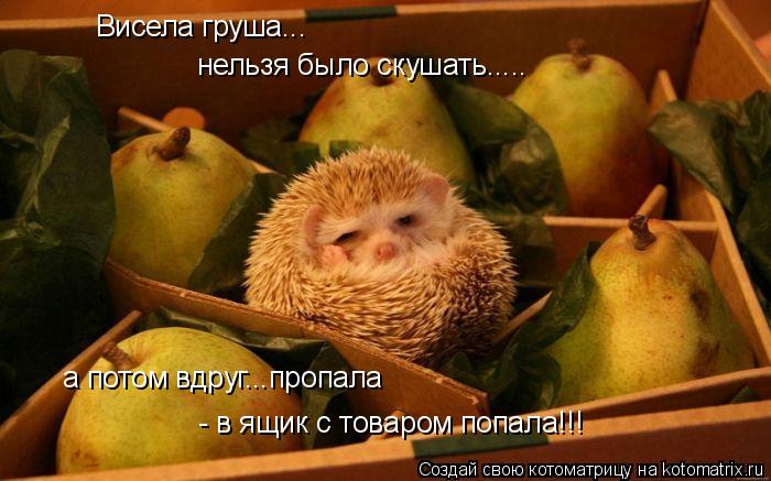 Висела груша... нельзя было скушать..... а потом вдруг...пропала - в ящик с товаром попала!!!... Котоматрица: Висела груша... нельзя было скушать..... а потом вдруг...пропала - в ящик с товаром попала!!!