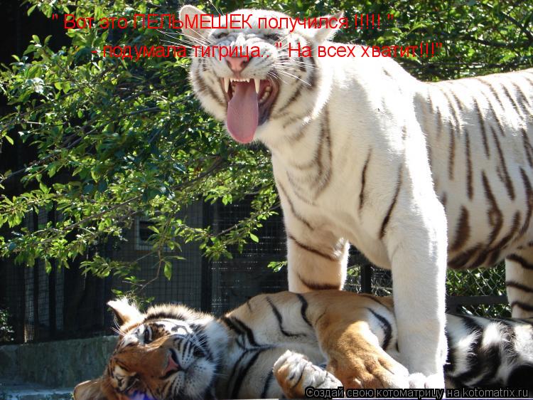 " Вот это ПЕЛЬМЕШЕК получился !!!!! " - подумала тигрица.. " На всех хватит!!!"... Котоматрица: " Вот это ПЕЛЬМЕШЕК получился !!!!! " - подумала тигрица.. " На всех хватит!!!"