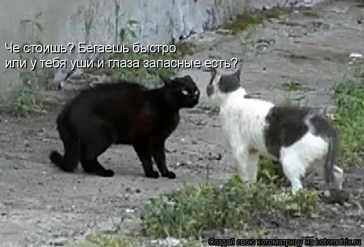 Че стоишь? Бегаешь быстро или у тебя уши и глаза запасные есть?... Котоматрица: Че стоишь? Бегаешь быстро или у тебя уши и глаза запасные есть?