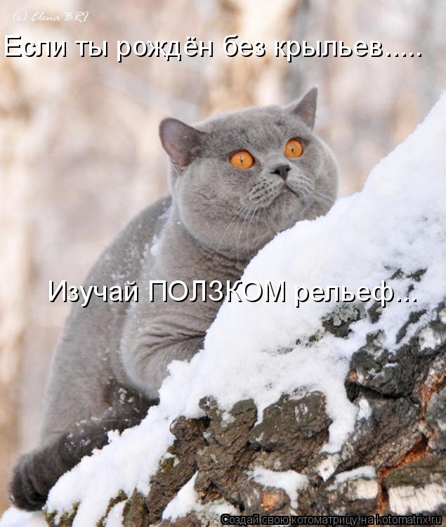 Если ты рождён без крыльев..... Изучай ПОЛЗКОМ рельеф...... Котоматрица: Если ты рождён без крыльев..... Изучай ПОЛЗКОМ рельеф...