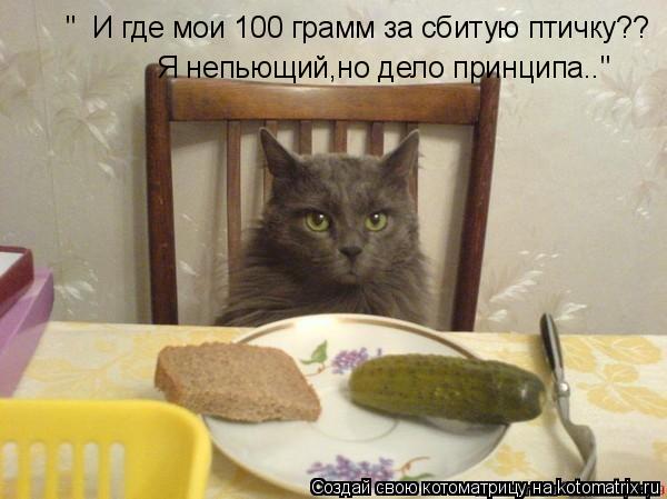 " И где мои 100 грамм за сбитую птичку?? Я непьющий,но дело принципа.."... Котоматрица: " И где мои 100 грамм за сбитую птичку?? Я непьющий,но дело принципа.."
