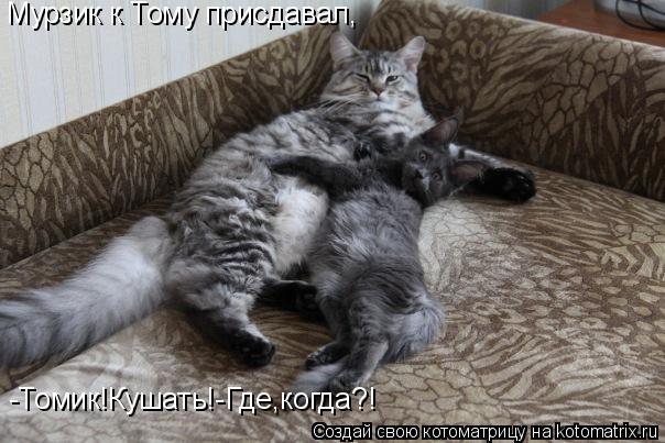 Мурзик к Тому присдавал, -Томик!Кушать!-Где,когда?!... Котоматрица: Мурзик к Тому присдавал, -Томик!Кушать!-Где,когда?!