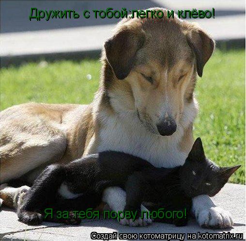 Дружить с тобой:легко и клёво! Я за тебя порву любого!... Котоматрица: Дружить с тобой:легко и клёво! Я за тебя порву любого!