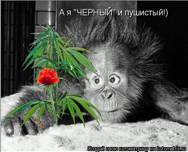 А я "ЧЕРНЫЙ" и пушистый!)... Котоматрица: А я "ЧЕРНЫЙ" и пушистый!)