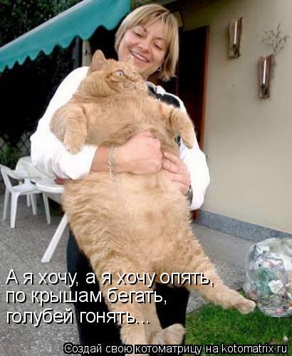 А я хочу, а я хочу опять, по крышам бегать, голубей гонять...... Котоматрица: А я хочу, а я хочу опять, по крышам бегать, голубей гонять...