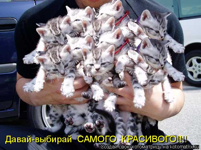 Давай-выбирай САМОГО КРАСИВОГО!!!!... Котоматрица: Давай-выбирай САМОГО КРАСИВОГО!!!!