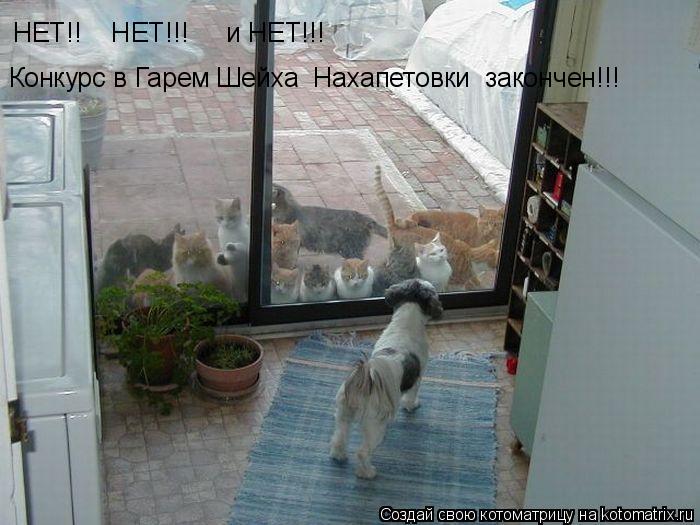 НЕТ!! НЕТ!!! и НЕТ!!! Конкурс в Гарем Шейха Нахапетовки закончен!!!... Котоматрица: НЕТ!! НЕТ!!! и НЕТ!!! Конкурс в Гарем Шейха Нахапетовки закончен!!!