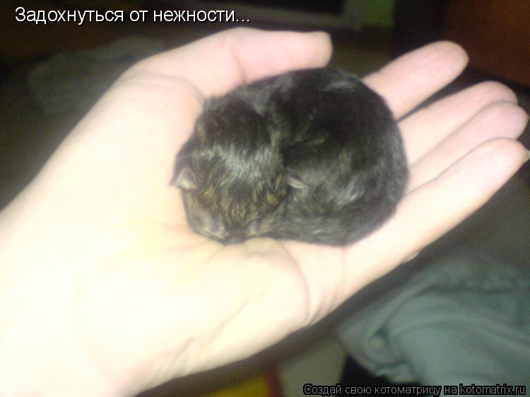 Задохнуться от нежности...... Котоматрица: Задохнуться от нежности...