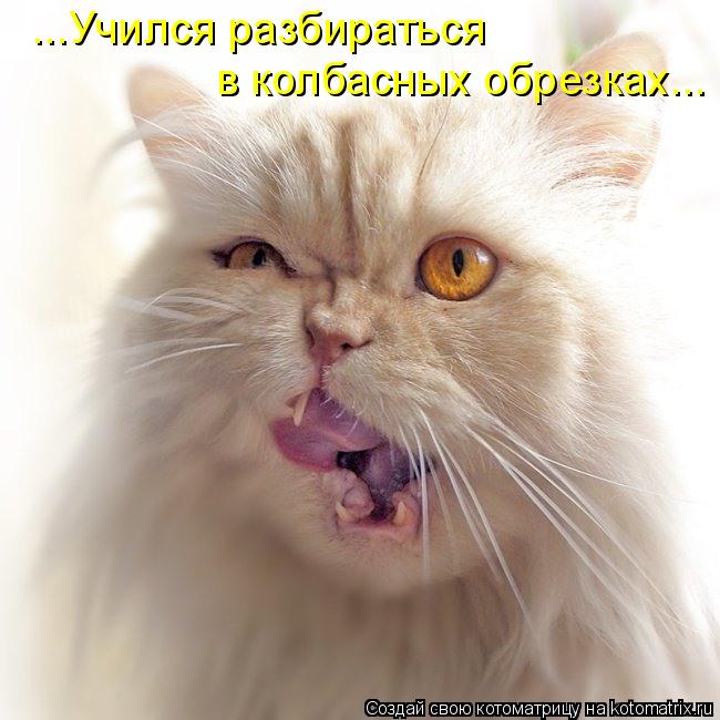 ...Учился разбираться в колбасных обрезках...... Котоматрица: ...Учился разбираться в колбасных обрезках...
