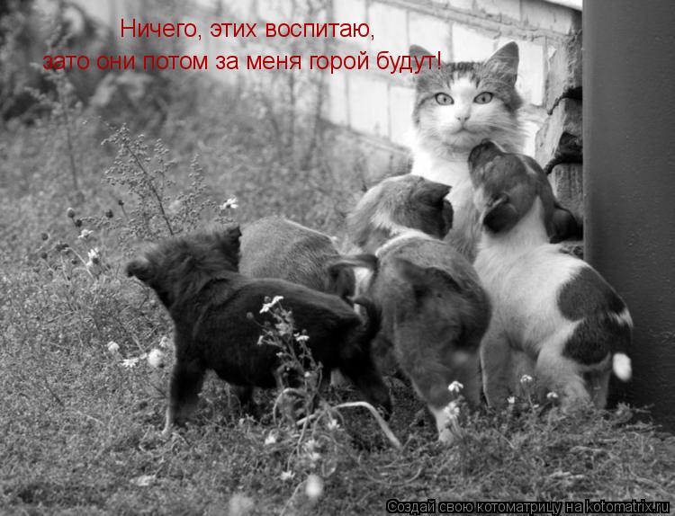 Ничего, этих воспитаю, зато они потом за меня горой будут!... Котоматрица: Ничего, этих воспитаю, зато они потом за меня горой будут!
