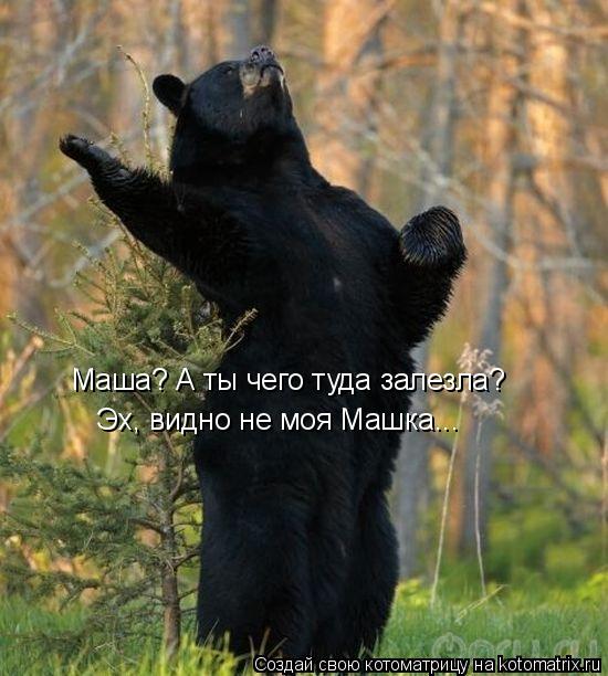 Маша? А ты чего туда залезла? Эх, видно не моя Машка...... Котоматрица: Маша? А ты чего туда залезла? Эх, видно не моя Машка...