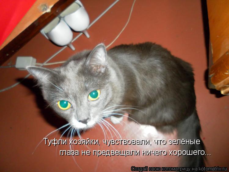 Туфли хозяйки, чувствовали, что зелёные глаза не предвещали ничего хорошего... Туфли хозяйки, чувств... Котоматрица: Туфли хозяйки, чувствовали, что зелёные глаза не предвещали ничего хорошего... Туфли хозяйки, чувствовали, что зелёные