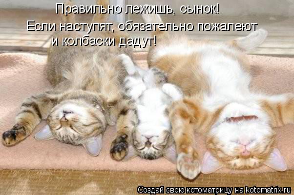 Правильно лежишь, сынок! Если наступят, обязательно пожалеют и колбаски дадут!... Котоматрица: Правильно лежишь, сынок! Если наступят, обязательно пожалеют и колбаски дадут!
