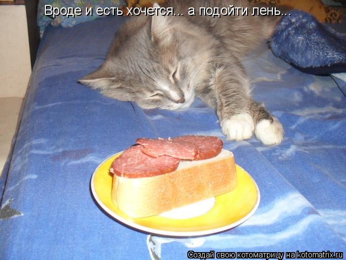 Вроде и есть хочется... а подойти лень...... Котоматрица: Вроде и есть хочется... а подойти лень...
