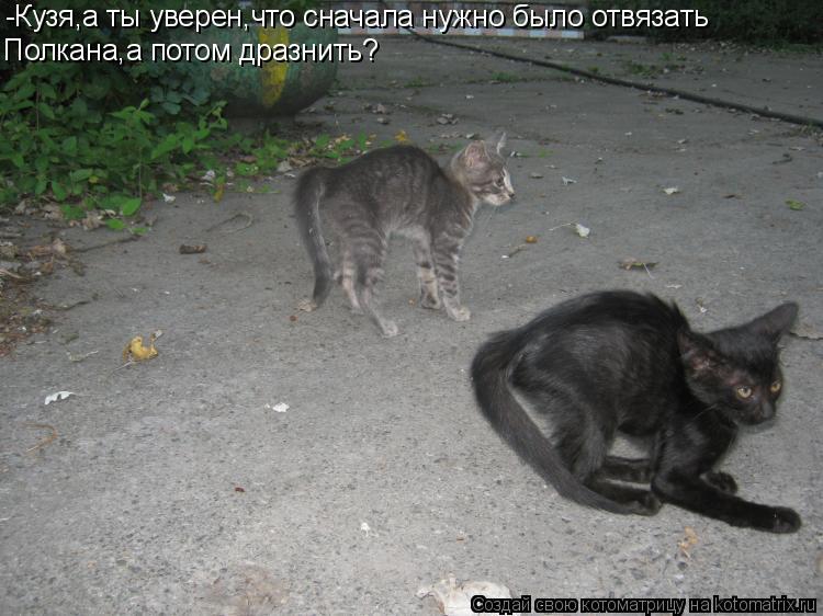-Кузя,а ты уверен,что сначала нужно было отвязать Полкана,а потом дразнить?... Котоматрица: -Кузя,а ты уверен,что сначала нужно было отвязать Полкана,а потом дразнить?