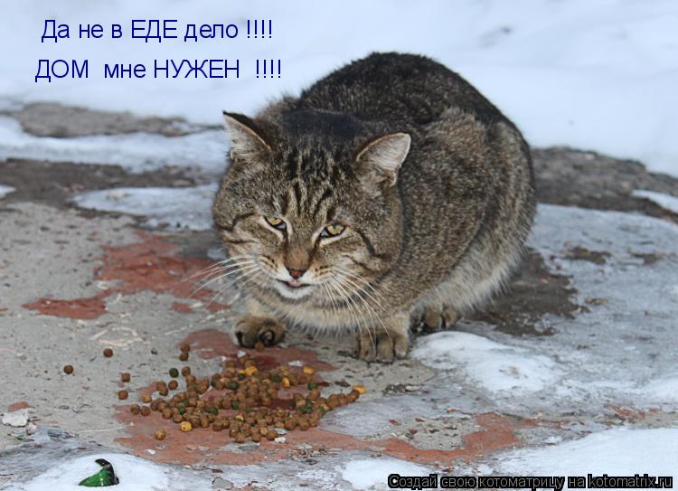 Да не в ЕДЕ дело !!!! ДОМ мне НУЖЕН !!!!... Котоматрица: Да не в ЕДЕ дело !!!! ДОМ мне НУЖЕН !!!!