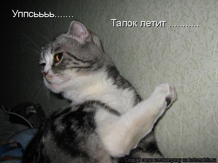Уппсьььь....... Тапок летит .............. Котоматрица: Уппсьььь....... Тапок летит ...........