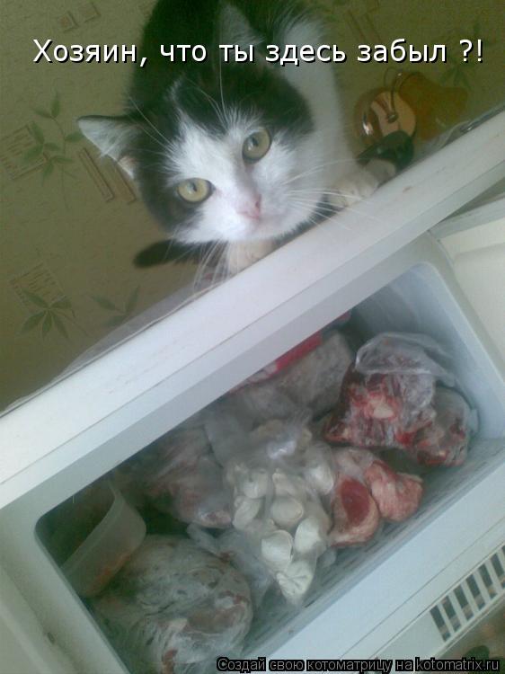 Хозяин, что ты здесь забыл ?!... Котоматрица: Хозяин, что ты здесь забыл ?!