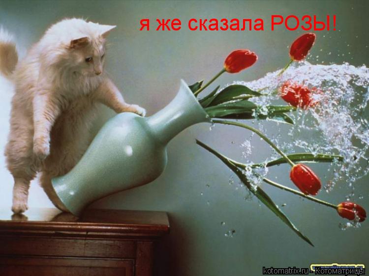 я же сказала РОЗЫ!... Котоматрица: я же сказала РОЗЫ!