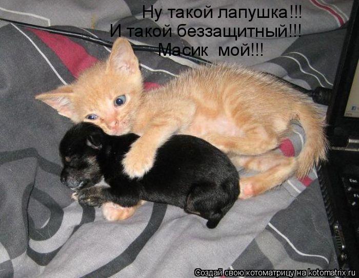 Ну такой лапушка!!! И такой беззащитный!!! Масик мой!!!... Котоматрица: Ну такой лапушка!!! И такой беззащитный!!! Масик мой!!!